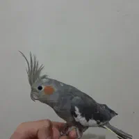 یک عدد عروس هلندی ۶ ماهه سینامون رام و چلوندی|پرنده|تهران, افسریه شمالی|دیوار