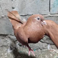 کفتر ها عالی|پرنده|میناب, |دیوار