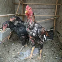 مرغ