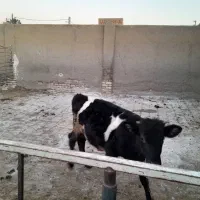 فروش گوساله گیل دورگ درجه یک