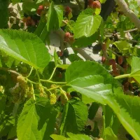 گردشگری در سطح داراب