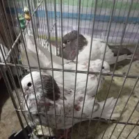 کفتر تهرانی|پرنده|بروجرد, |دیوار