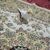 عروس هلندی لوتینو نر آماده کشیده|پرنده|سهند, |دیوار