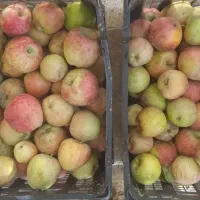 ۱۷کیلوسیب پادرختی شیرین وآبدار واستخوانی