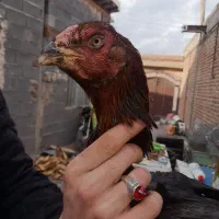 مرغ لاری دانگ بالا