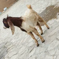 بزغاله|حیوانات مزرعه|بزینه رود, |دیوار