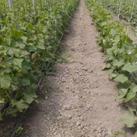 استخدام نیروی کار در گلخانه