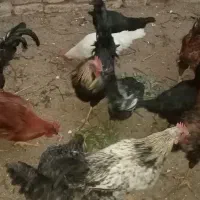 مرغ وخروس|حیوانات مزرعه|فریمان, |دیوار