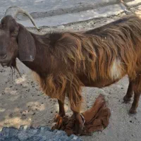 یک راس بز