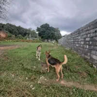 سگ ژرمن خوروشی