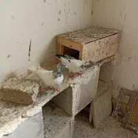 جوجه کبوتر سبز کاکلی