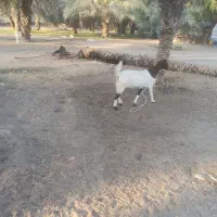 گوسفند|حیوانات مزرعه|بندرعباس, |دیوار