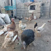 مرغ و خروس گلین و بوقلمون