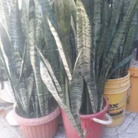 گل سانسریا|گل و گیاه طبیعی|ارزوئیه, |دیوار