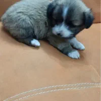 توله بازیگوش