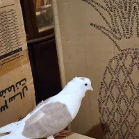 نر شو زرد