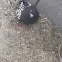 گره کوینح نر بدون عیب ایراد