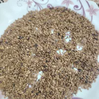 کنجد امسالی و محلی