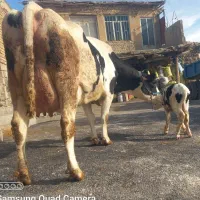 تلیسه سوپر گاو