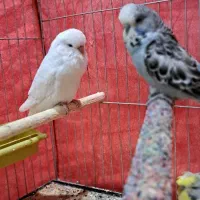 مرغ عشق انگلیسی