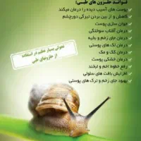 حلزون تراپی|خزنده|مشهد, جاهد شهر|دیوار