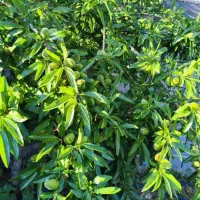 باغی به متراژ1000متردر دهکده پاک موسی قیه