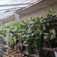 گل کاغذی + دیفن باخیا|گل و گیاه طبیعی|اصفهان, خواجو|دیوار