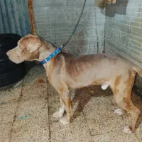 واگزاری  کن کورسو پیت بول