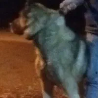 سگ|سگ|مهربان, |دیوار