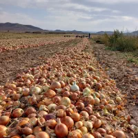 پیاز عالی و خشک