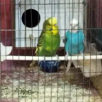 مرغ عشق|پرنده|مشکین‌دشت, |دیوار