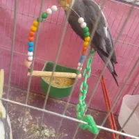 عروس هلندی|پرنده|قم, خاکفرج|دیوار