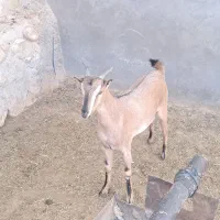 کولار صلاله ( کهره شکال)