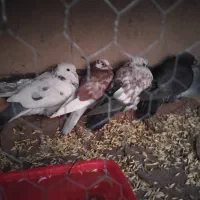 کبوتر|پرنده|اصفهان, باغ زیار|دیوار