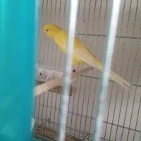 قناری ماده اماده