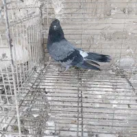 ماده زاغ دم سفید کاکلی|پرنده|کاشان, مصلی|دیوار