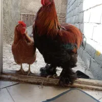 خروس برهما شاداب و سرحال