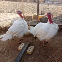 فروش بوقلمون