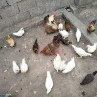 فروش تعدادی غاز و مرغ و خروس|حیوانات مزرعه|پره‌سر, |دیوار