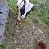 ورزاکوله|حیوانات مزرعه|سنگر, |دیوار