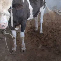 گاو