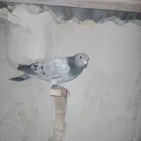 کبوتر آلمانی و رنگه|پرنده|مشهد, هفده شهریور|دیوار