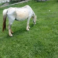 اسب|اسب و تجهیزات اسب‌سواری|سرعین, |دیوار