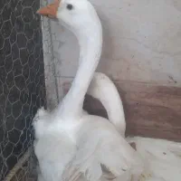 قوقاز چینی سفید