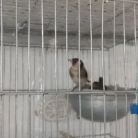 ماده کبالت جفتی سهر 1300|پرنده|پاکدشت, پاکدشت (مامازند)|دیوار