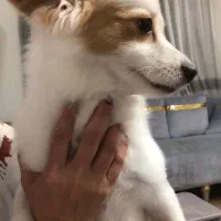 سگ اشپیتز پامر