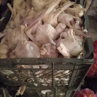 سیر|خوردنی و آشامیدنی|نورآباد, |دیوار
