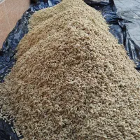 تخم نارنج خریدارم