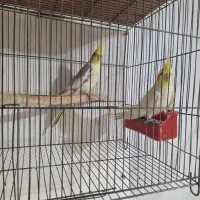 فروش ۵ عدد عروس هلندی