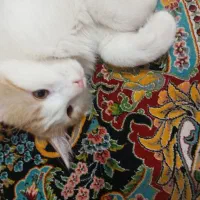 گربه dsh|گربه|چهارباغ, |دیوار